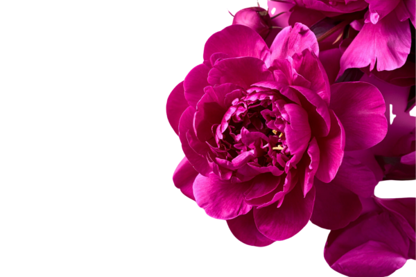 fleur rose