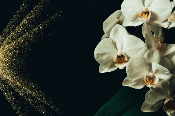 gardenia