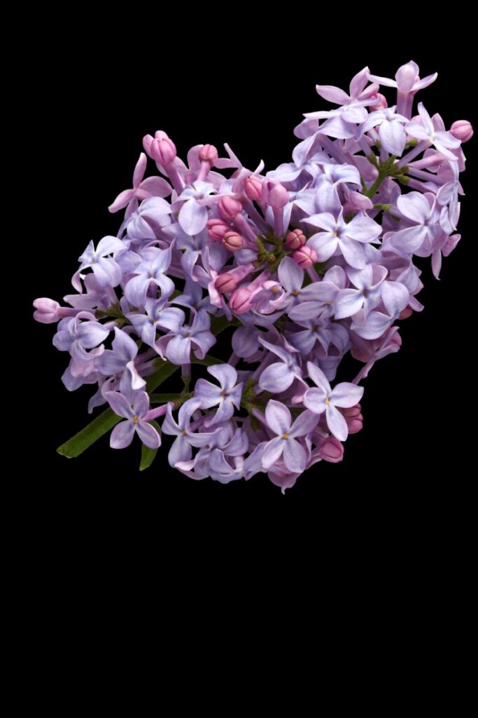 lilas