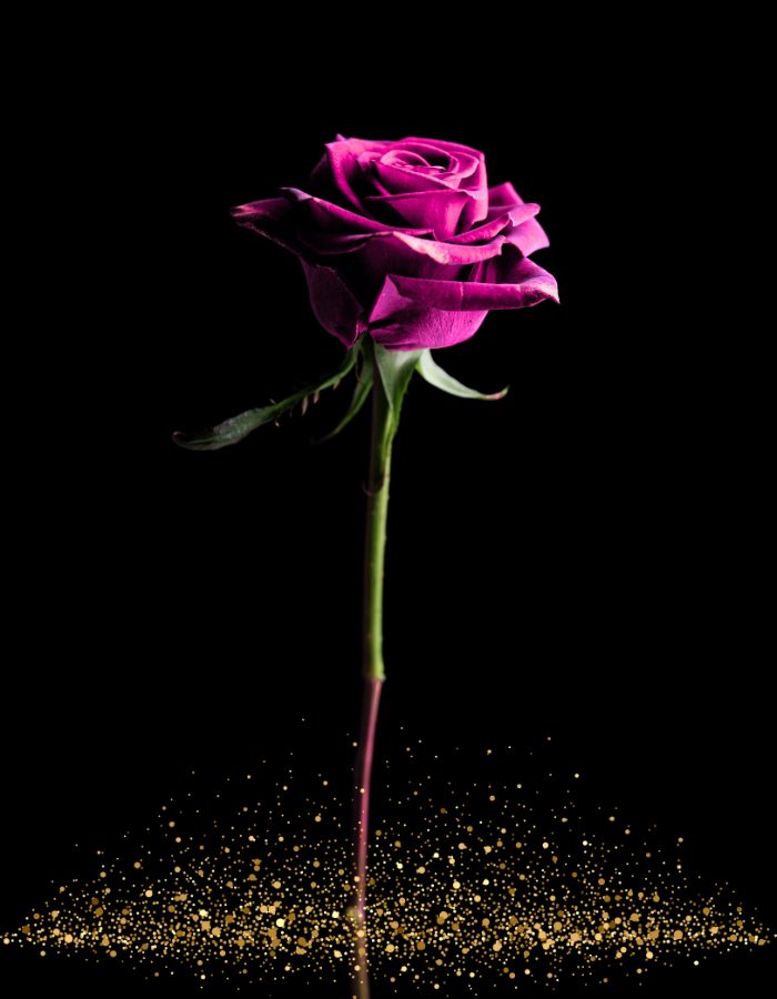 rose